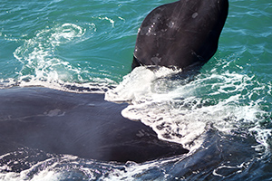 Hermanus Whale Cruises