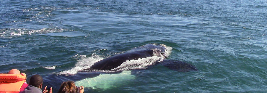 Hermanus Whale Cruises